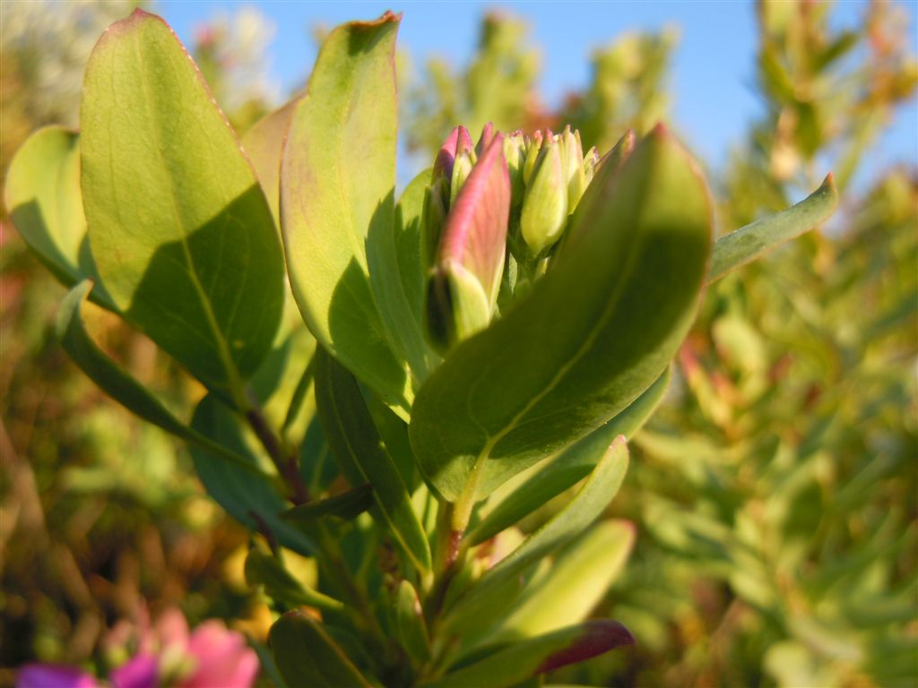 Polygala myrtifolia